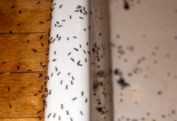Best Ant Control Services  in Goliad, TX