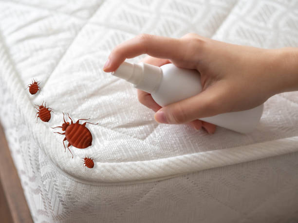 Best Termite Control Services  in Goliad, TX
